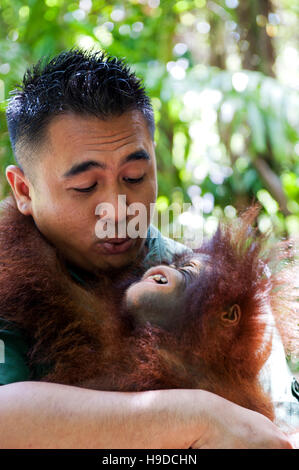 Un trainer con un baby orangutan presso il Shangri-la rasa ria resort a Sabah, Malesia occidentale. Foto Stock