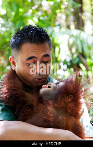 Un trainer con un baby orangutan presso il Shangri-la rasa ria resort a Sabah, Malesia occidentale. Foto Stock
