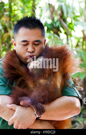 Un trainer con un baby orangutan presso il Shangri-la rasa ria resort a Sabah, Malesia occidentale. Foto Stock