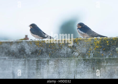 Rondini (Hirundo rustica) foraggio e cacce insetti, alimentazione feeeding e tenendo il loro riposo occasionali sul loro giri. Foto Stock