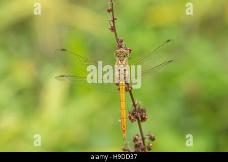 Close-up di un maschio vagrant darter, Sympetrum vulgatum, appeso sulla vegetazione Foto Stock