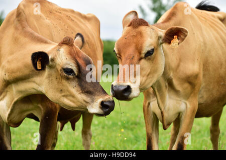 Jersey bestiame bovino di caseificio Foto Stock