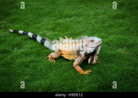 Iguana in erba in un parco a Guayaquil in Ecuador, Sud America Foto Stock