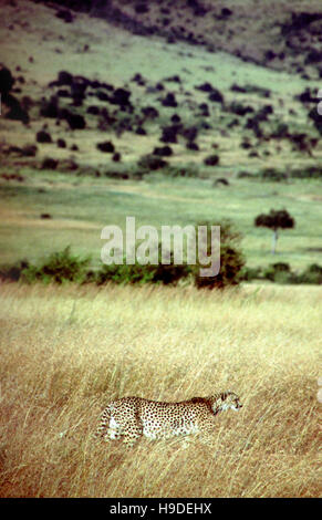 Ghepardo (Acinonyx jubatus) la caccia in savannah, il Masai Mara, Kenya Foto Stock