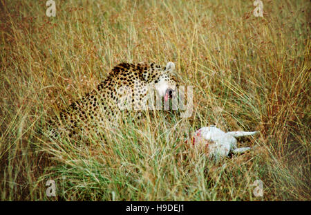 Ghepardo (Acinonyx jubatus) la caccia in savannah, il Masai Mara, Kenya. Ghepardo (Acinonyx jubatus) la caccia in savannah, il Masai Mara, Kenya un ghepardo Foto Stock