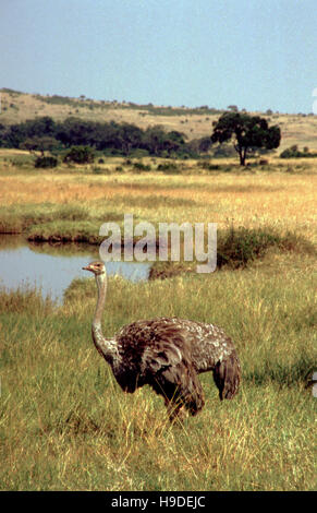 Struzzo femmina, in piedi in erba alta guardando lontano dalla telecamera, il Masai Mara, Kenya, Africa Foto Stock