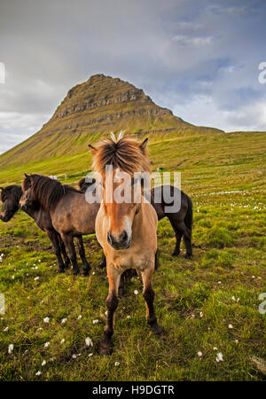 Cavalli islandesi sotto il monte Kirkjufell, Penisola di Snaefellsnes, in Islanda, pt Europa isola estiva Foto Stock