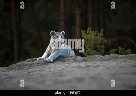 Royal tigre del Bengala / Koenigstiger ( Panthera tigris ), bianco morph, adagiato su una roccia a bordo di una foresta, guardando intorno, attento. Foto Stock