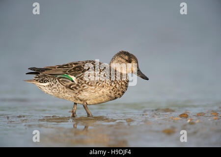 Teal / Krickente ( Anas crecca ), femmine di anatra, colorato abito di allevamento, lasciando l'acqua, passeggiate, corpo pieno vista laterale, la fauna selvatica, l'Europa. Foto Stock