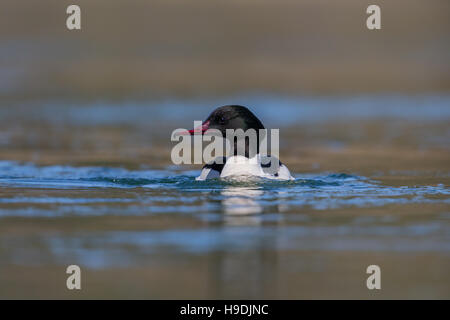 Ritratto di un maschio comune (merganser Mergus merganser) nuotare in acqua Foto Stock