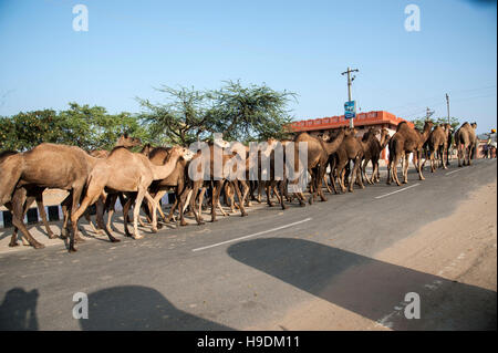 Indian cammelli lungo una strada al Camel Fair in Pushkar Rajasthan in India Foto Stock