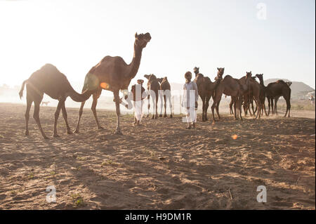 Cammelli al tramonto il Camel Fair in Pushkar Rajasthan in India Foto Stock