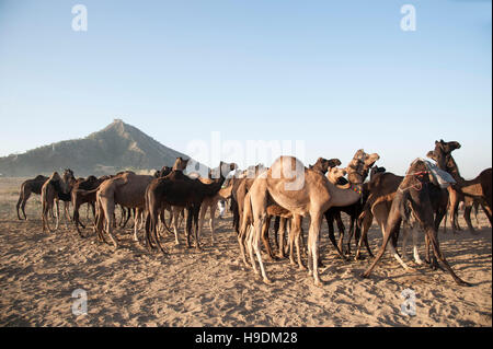 Gruppo di cammelli andando al Camel Fair in Pushkar Rajasthan in India Foto Stock