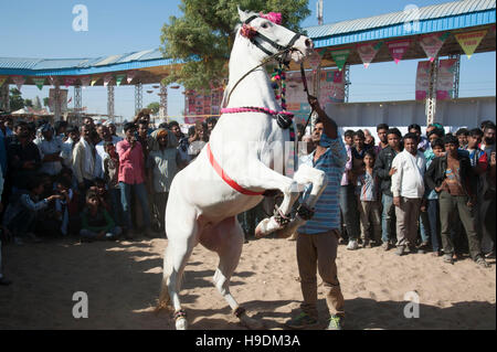 Cavallo di ballare dhol drum beat Pushkar camel fair, Rajasthan, India Foto Stock