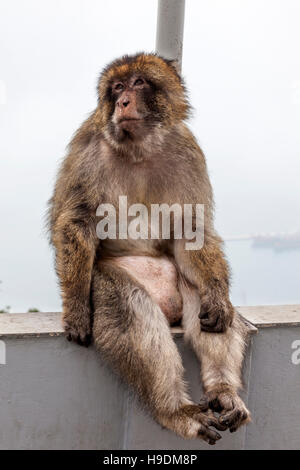 Gibilterra o di scimmia macaco barbareschi seduti sulla riga in alto della roccia sopra Gibilterra Foto Stock