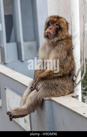 Gibilterra o di scimmia macaco barbareschi seduti sulla riga in alto della roccia sopra Gibilterra Foto Stock