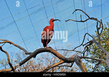 Sud Africa: un scarlet ibis su un ramo in uccelli di Eden, il più grande del mondo di volo libero voliera e il santuario degli uccelli Foto Stock