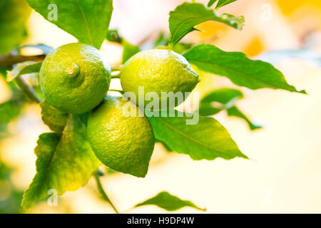 Tre limoni verde sull'albero girato con il fuoco selettivo Foto Stock