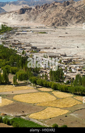 Un patchwork di grano e orzo campi nell'Indus River Valley come si vede dal monastero di Thiksey in Ladakh. Foto Stock