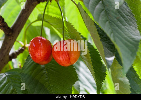 Vista ingrandita di due deliziose ciliege rosse appese sul ramo di albero Foto Stock