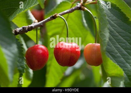 Primo piano di tre Red delicious ciliegie appeso sul ramo di albero Foto Stock