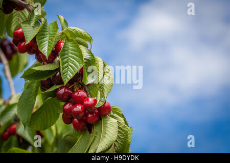 Mazzetto di mature e deliziosi cherris rosso appeso sul ramo di albero con cielo sfocata in background Foto Stock