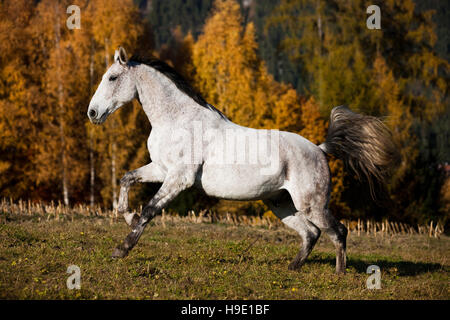 Holsteiner, Fliegenschimmel, cavallo al galoppo in prato, autunno, Tirolo, Austria Foto Stock