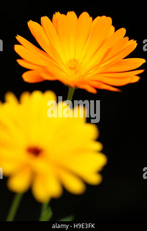 Calendula o fiorrancio un preferito in estate pranzo con potere di guarigione Jane Ann Butler JABP Fotografia1724 Foto Stock