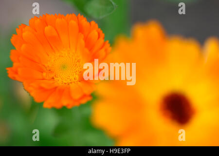 Calendula o fiorrancio un preferito in estate pranzo con potere di guarigione Jane Ann Butler JABP Fotografia1730 Foto Stock