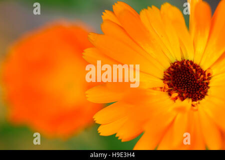 Calendula o fiorrancio un preferito in estate pranzo con potere di guarigione Jane Ann Butler JABP Fotografia1729 Foto Stock