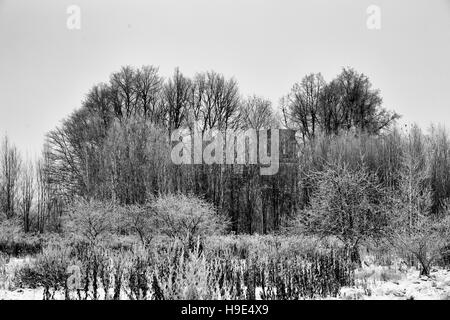 Vecchia chiesa resti in agglomerato di alberi, foto in bianco e nero Foto Stock