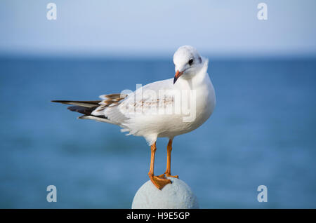 Civettuolo poco gabbiano su un sfondo di mare Foto Stock