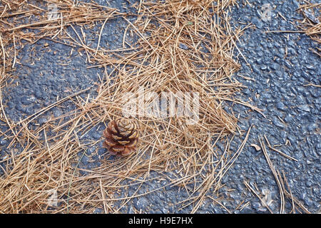 Cono di pino e disseminati in erba essiccata lame ed aghi su un asfalto sfondo. Foto Stock