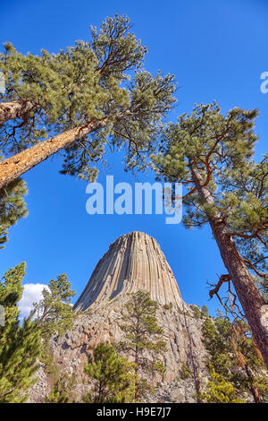 Devils Tower, un laccolith butte composto di roccia ignea al Bear Lodge montagne, top attrazione per lo stato del Wyoming, STATI UNITI D'AMERICA. Foto Stock