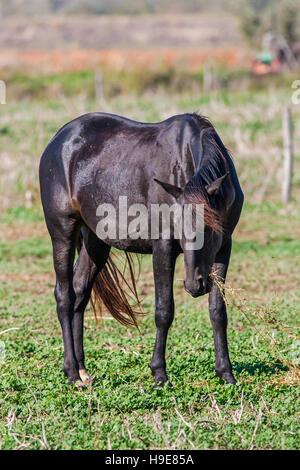 Cavalli in montagna in Italia Foto Stock