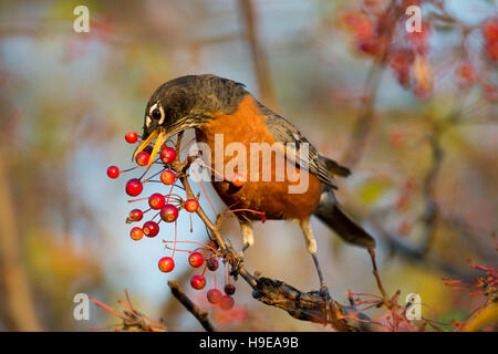 Un Americano Robin si estende fino a raggiungere un colore rosso brillante berry su un ramo al sole del mattino. Foto Stock