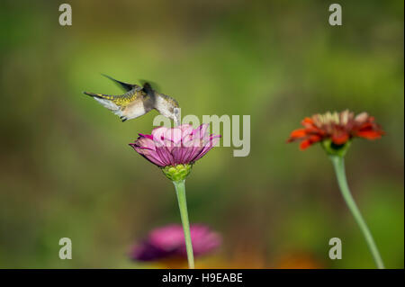 Un rubino-throated Hummingbird feed di una Zinnia fiore su una soleggiata mattina d'estate. Foto Stock