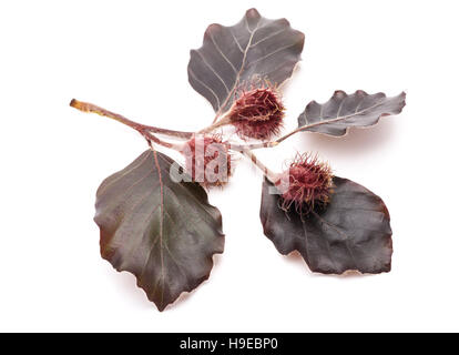 Rosso ramo di faggio (Fagus sylvatica purpurea ) isolato su bianco Foto Stock