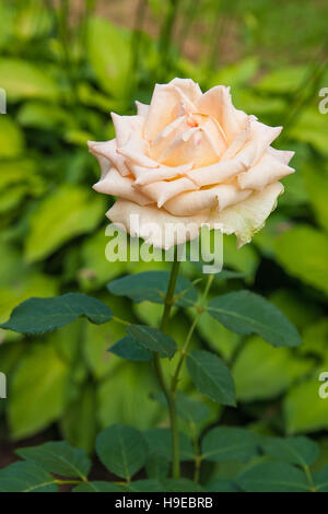 Bella rosa bianca nel giardino. Immagine artistica del bel fiore per biglietti d'auguri. Foto Stock