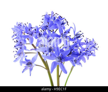 Siberian squill (Scilla siberica) isolato su sfondo bianco Foto Stock