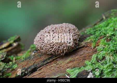 Rosso lampone slime stampo o stampo, Tubifera ferruginosa Foto Stock