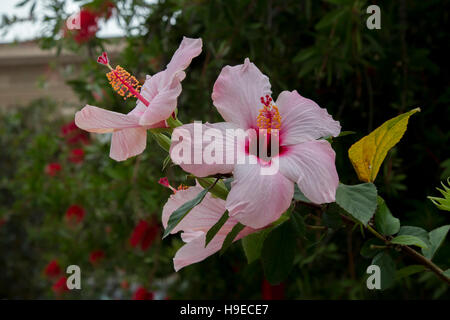 Hibiscus rosa-sinensis, ibisco cinese cresce in Piazza Unione Europea, Messina, Sicilia. Foto Stock