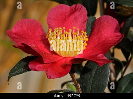 Camellia Vernalis Yuletide - fioritura invernale Camellia Foto Stock