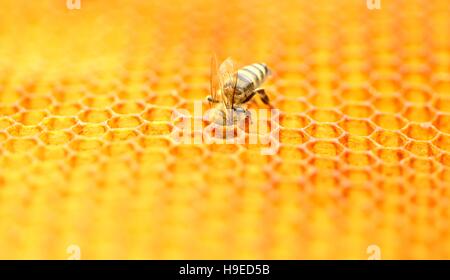 Bee nel favo di miele Foto Stock