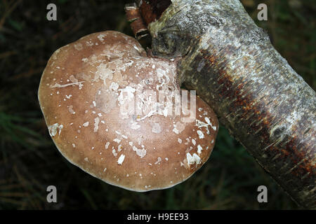 Birch Polypore a.k.a. Razor Strop funghi Piptoporus betulinus Foto Stock