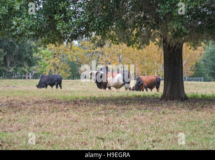 Brahma bovini da carne a Rembert fattorie in Alachua, Florida. Foto Stock
