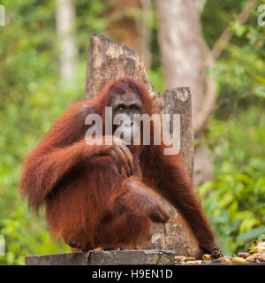 Orangutan sono due esclusivamente specie asiatiche di extant grandi scimmie. Nativo di Indonesia e Malaysia, orangutan sono attualmente disponibili solo in ra Foto Stock