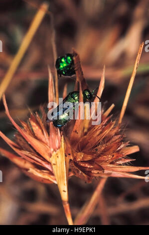 Il cuculo vespe. Famiglia Chrysidae. Vicino Torna Fort, distretto di Pune, Maharashtra, India. Foto Stock