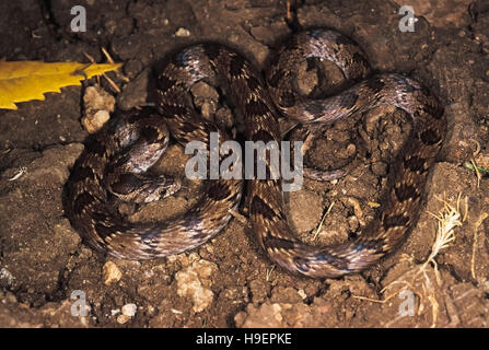 Oligodon Taeniolatus. Russell/variegato Kukri snake. Non velenose. Pune, Maharashtra, India. Foto Stock