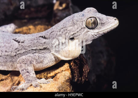 LESCHENAULT LA FOGLIA-TOED GECKO, Hemidactylus leschenaultii. Corteccia gecko. Pune, Maharashtra, India. Foto Stock